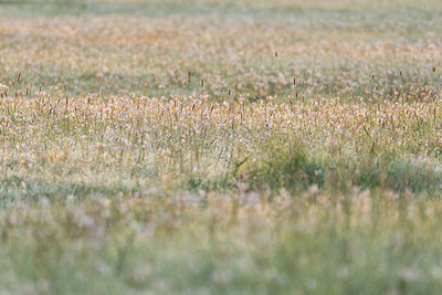 BUITEN BEELD Foto: 310888