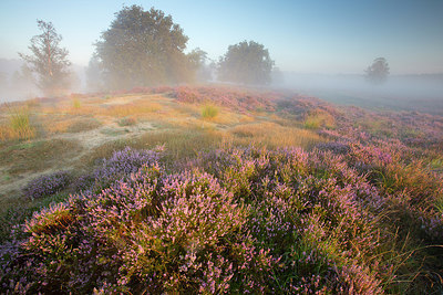 BUITEN BEELD Foto: 310899