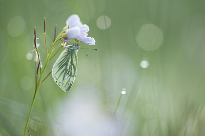 BUITEN BEELD Foto: 310915