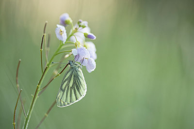 BUITEN BEELD Foto: 310916