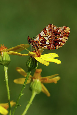 BUITEN BEELD Foto: 310925