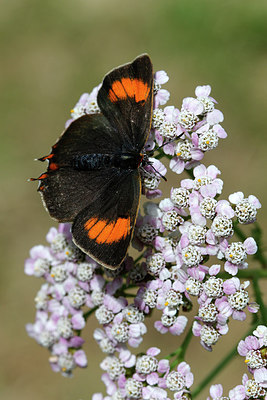 BUITEN BEELD Foto: 310926