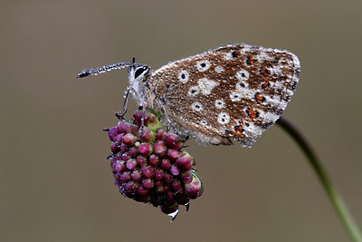 BUITEN BEELD Foto: 310933