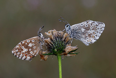 BUITEN BEELD Foto: 310934