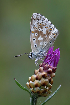 BUITEN BEELD Foto: 310936