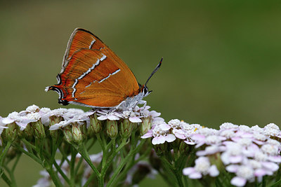 BUITEN BEELD Foto: 310960