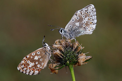 BUITEN BEELD Foto: 310967