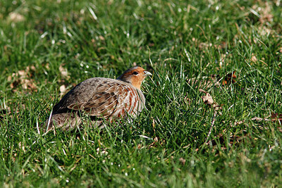 BUITEN BEELD Foto: 310968