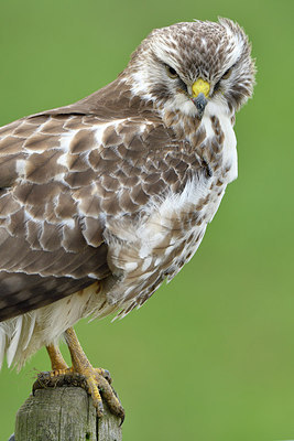 BUITEN BEELD Foto: 310975