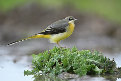 BUITEN BEELD Foto: 310976