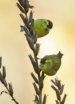 BUITEN BEELD Foto: 310989