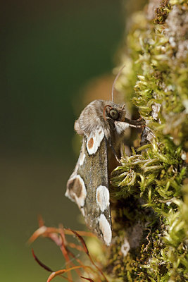 BUITEN BEELD Foto: 311018