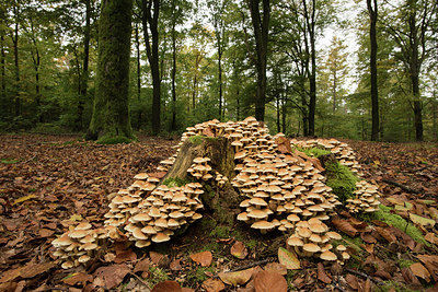 BUITEN BEELD Foto: 311112