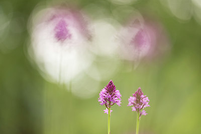 BUITEN BEELD Foto: 311129
