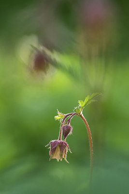 BUITEN BEELD Foto: 311133
