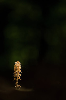 BUITEN BEELD Foto: 311138