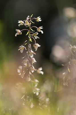 BUITEN BEELD Foto: 311189