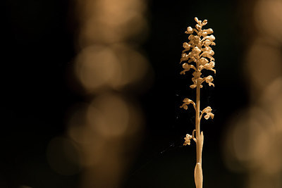 BUITEN BEELD Foto: 311194