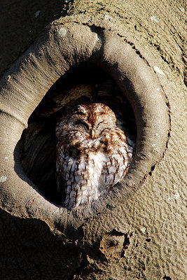 BUITEN BEELD Foto: 311245