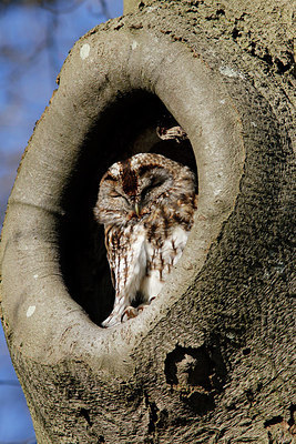 BUITEN BEELD Foto: 311246