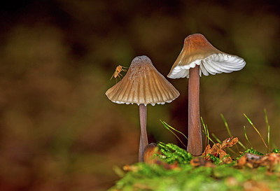 BUITEN BEELD Foto: 311249