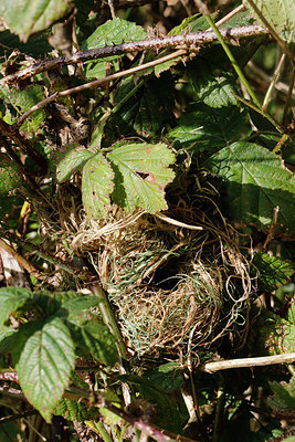 BUITEN BEELD Foto: 311253