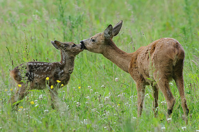 BUITEN BEELD Foto: 311275