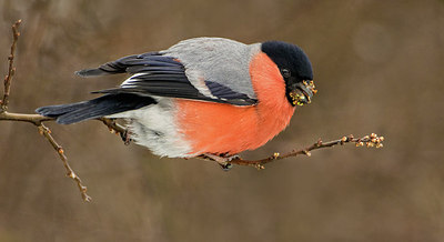BUITEN BEELD Foto: 311284