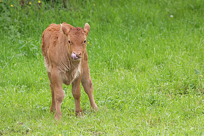 BUITEN BEELD Foto: 311319