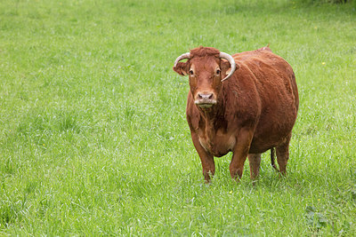 BUITEN BEELD Foto: 311321
