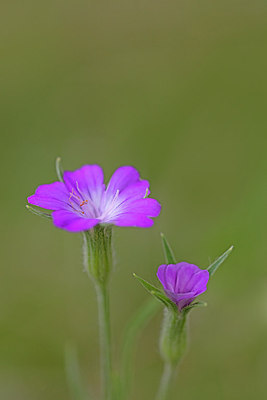 BUITEN BEELD Foto: 311324