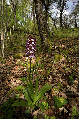 BUITEN BEELD Foto: 311345