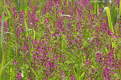 BUITEN BEELD Foto: 311358