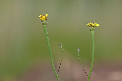 BUITEN BEELD Foto: 311376