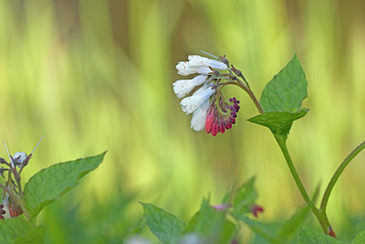 BUITEN BEELD Foto: 311403