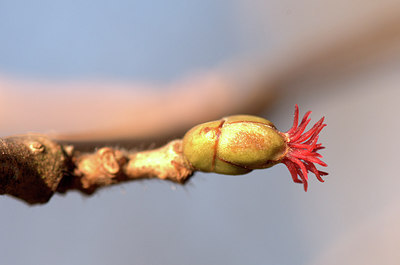BUITEN BEELD Foto: 311470