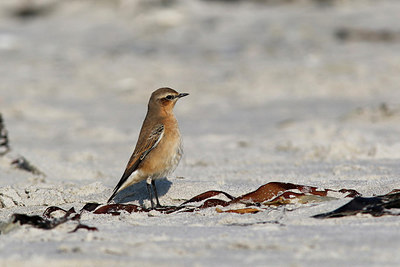 BUITEN BEELD Foto: 311474