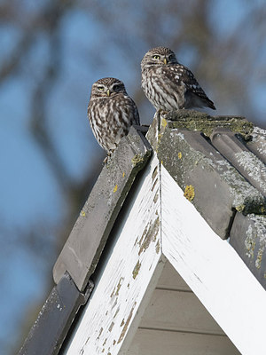 BUITEN BEELD Foto: 311509
