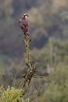 BUITEN BEELD Foto: 311524