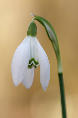 BUITEN BEELD Foto: 311544