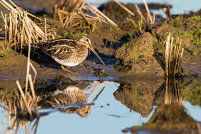 BUITEN BEELD Foto: 311592