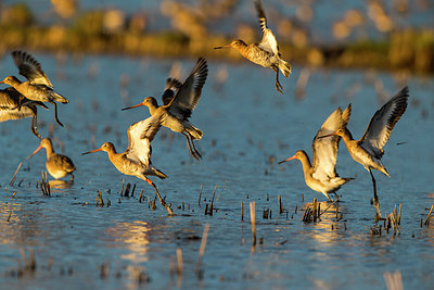 BUITEN BEELD Foto: 311611