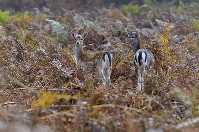 BUITEN BEELD Foto: 311631