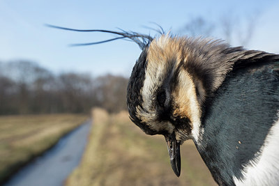 BUITEN BEELD Foto: 311642