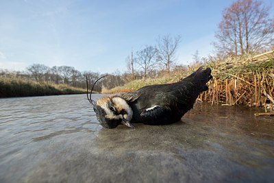 BUITEN BEELD Foto: 311643