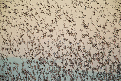 BUITEN BEELD Foto: 311696