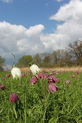 BUITEN BEELD Foto: 311737