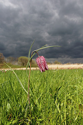 BUITEN BEELD Foto: 311741