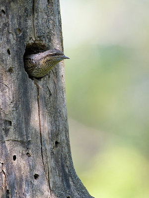 BUITEN BEELD Foto: 311745