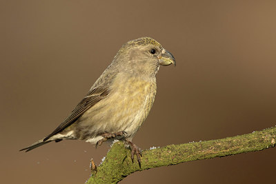 BUITEN BEELD Foto: 311748